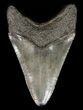 Megalodon Tooth - South Carolina #47618-1